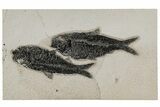 Shale With Two Fossil Fish (Knightia) - Wyoming #211235-1